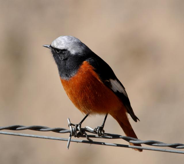 white winged redstart male on barbed wire